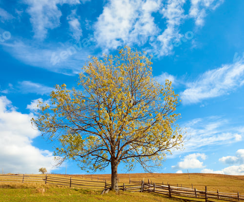 Preview: Lonely Autumn Tree On Sky With Some Cirrus Clouds Background.