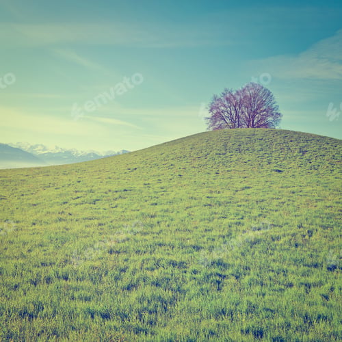 Preview: Pasture On The Background Of Snow-Capped Alps In Switzerland, Instagram Effect