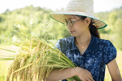 Preview: Happy Asian Farmer Holding Ear Of Rice At Her Paddy Field.