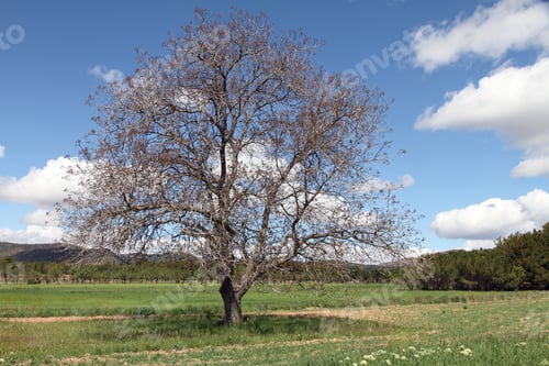 Preview: Spring Landscape, Rubielos De Mora, Gudar Mountains, Teruel, Spa