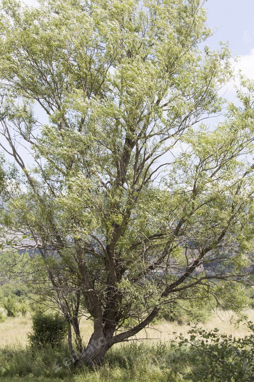 Preview: Wild Nature In Alcala De La Selva Teruel Muntains Aragon Spain