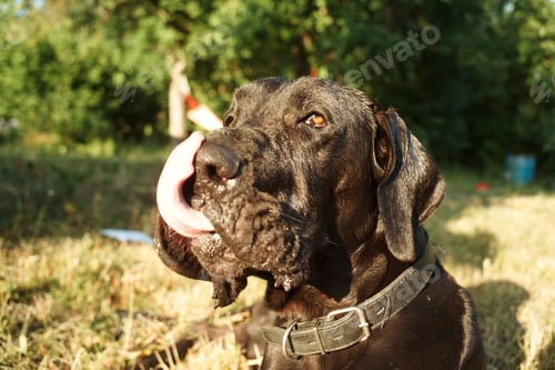 Preview: Brown Dog With Tongue Hanging Out At The Cottage