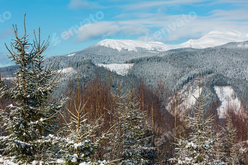 Vorschau: Malerischer Blick auf die Berge am Wintermorgen vom jungen Tannen- und Birkenwald aus. Berg Skupova Alpin