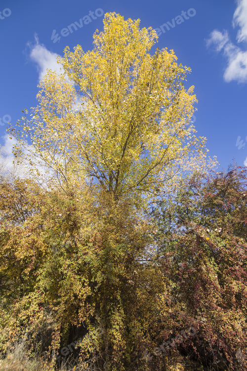 Preview: Autumn Country Alcala De La Selva Teruel Aragon Spain