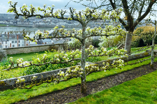 Preview: Blossoming Cherry Tree In Town Park (Blois, France).