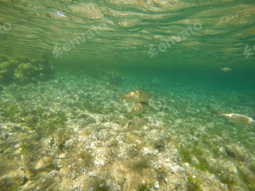 Preview: Underwater Sea In Pou Des Lleo Beach In Ibiza Balearic Islands Spain