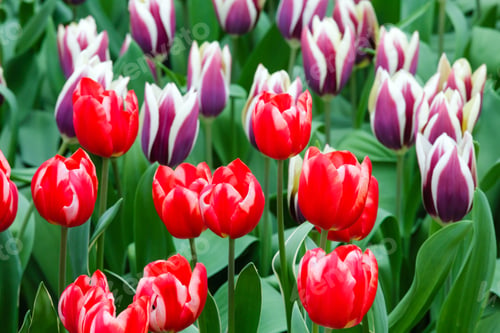 Preview: Beautiful Red And Violet Tulips In The Spring Time. Nature Background.