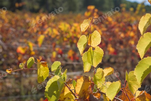Preview: Vineyards In Autumn In Fontanares Valencia Province Spain On October 2020