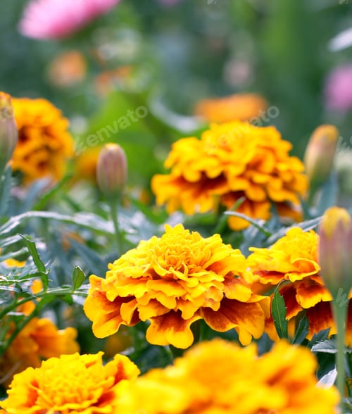 Preview: Blossoming Colorful Flowerbeds In Summer City Park