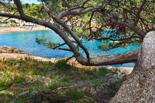 Preview: Pine Trees With Cones On Rocky Coast Above Sea.