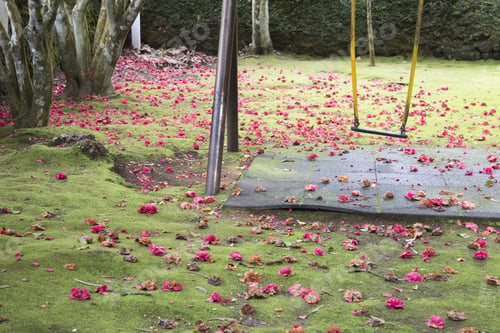 Preview: Playground In Mata De Serreta Nature Reserve In Terceira Island Azores Portugal