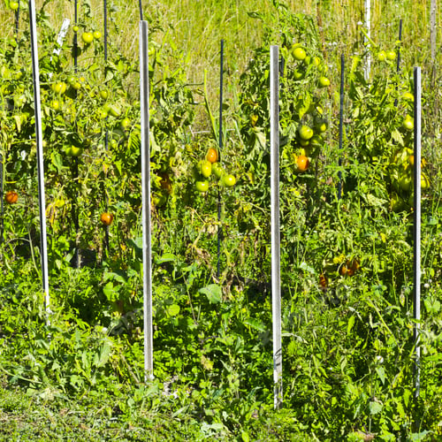 Preview: Vegetable Garden In Alpes-De-Haute-Provence Department In Southeastern France.