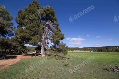 Preview: Spring Landscape Matarrana County In Teruel Aragon Spain