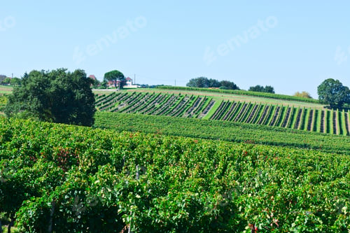 Preview: Ripe Grapes In The Autumn In Bordeaux, France
