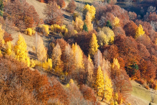 Preview: Colorful Forest On Slope In Autumn Sunny Mountain.