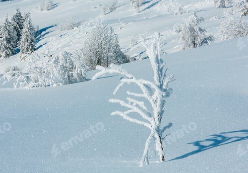 Preview: Winter Calm Mountain Landscape With Beautiful Frosting Trees And Snowdrifts On Slope (Carpathian