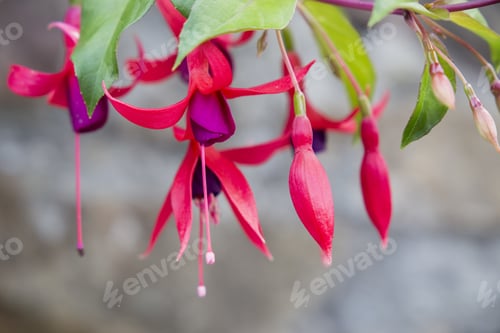 Preview: Fuchsia Flowers