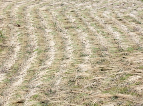 Preview: Reaped (Mowed) Strip Of Field (Meadow). Background.