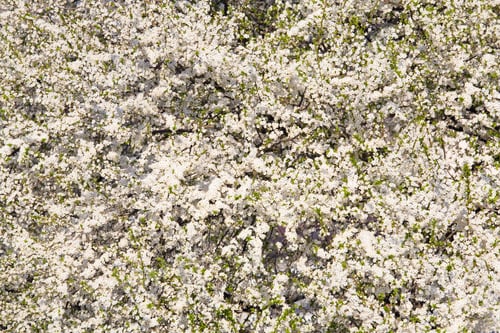 Preview: White Blossoming Cherry Tree (Spring Background)