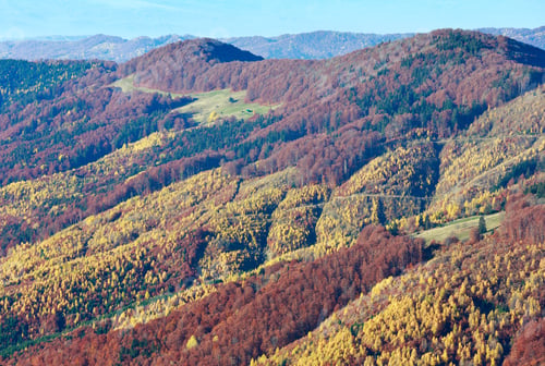Preview: Colored Mountain Slopes In Autumn Carpathian. Morning Misty View.