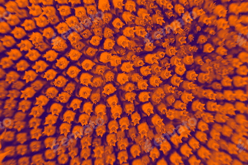 Preview: Abstract And Funky Background Done In Macro Mode