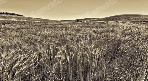 Preview: Wheat Fields On The Hills Of Sicily, Retro Image Filtered Style