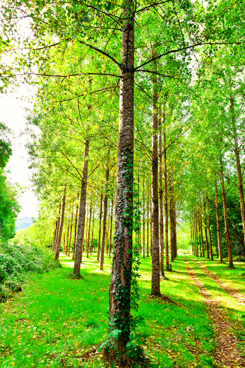 Preview: Dirt Road In Deciduous Forest In The French Alps