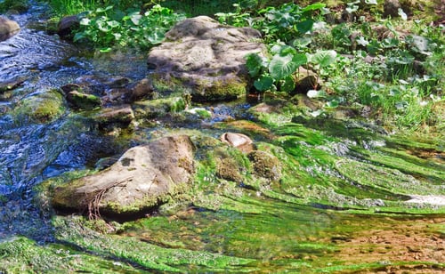 Preview: Summer Stream With Stones And Algae In Forest