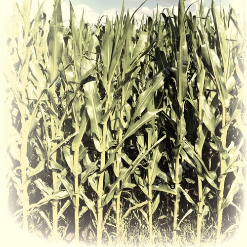 Preview: Plantation Of Corn In Southern Bavaria, Germany, Retro Image Filtered Style