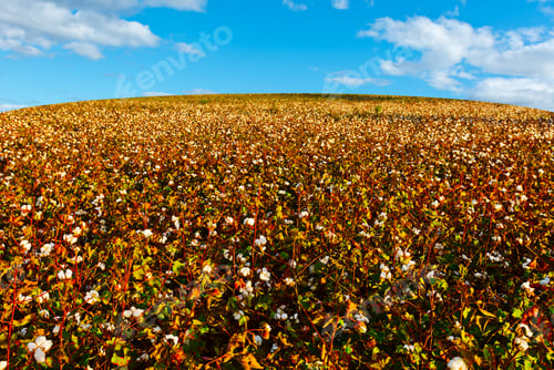 Preview: Ripe Cotton Bolls On Branch Ready For Harvests