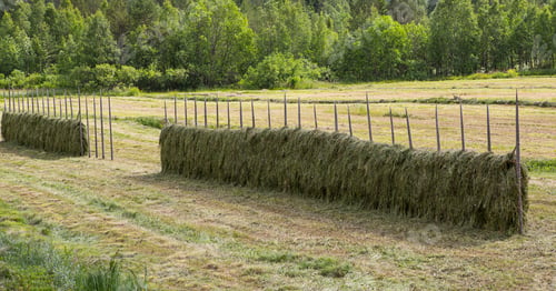 Preview: Traditional Hay Stacks On The Field. Historical Way Of Drying Hay Outdoors.