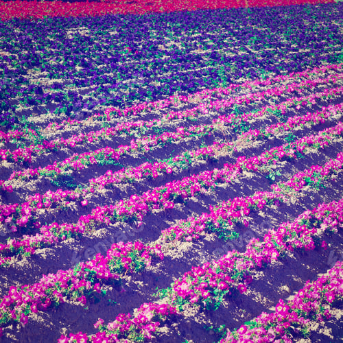 Preview: Flower Beds As Background In France In The Autumn, Instagram Effect