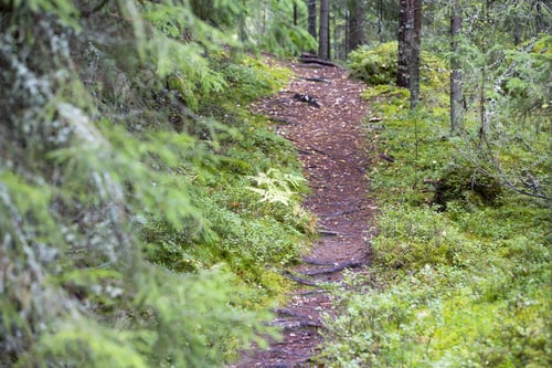 Preview: Path In The Forest In Finland. Autumn Day.