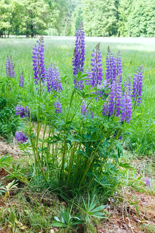 Preview: Purple Flowers On Edge Of Summer Meadow