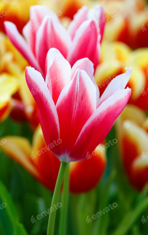 Preview: Beautiful Red-White Tulips In The Spring Time (Macro).
