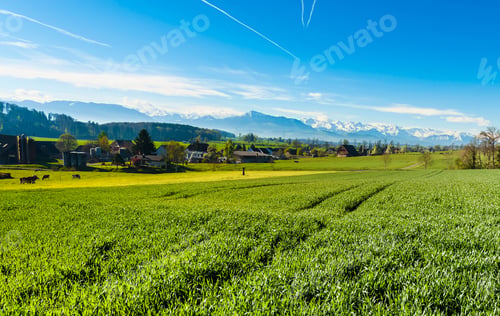 Preview: Cows Grazing On Fresh Green Mountain Pastures On The Background Of Snow-Capped Alps. Animal