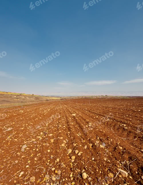 Preview: Poor Stony Soil After The Harvest In Israel