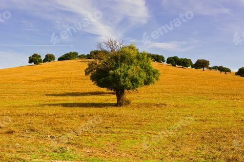 Preview: Olive Tree On Sloping Hill Of Spain In The Autumn