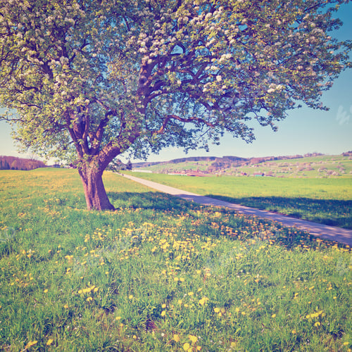 Preview: Solitary Flowering Tree Surrounded By Sloping Meadows In Switzerland On The Background Of