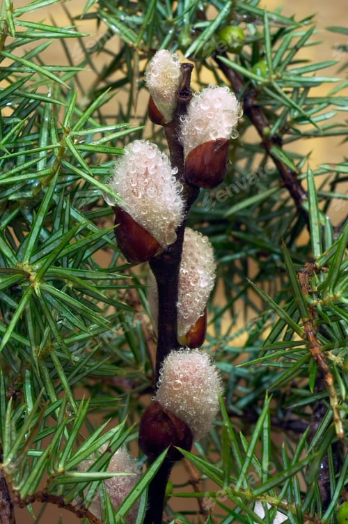 Preview: Spring Willow Wet Twig With Buds On Juniper Bush Background