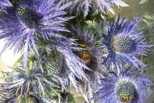 Thistle Flowers with Prickly Leaves in Purple Shade