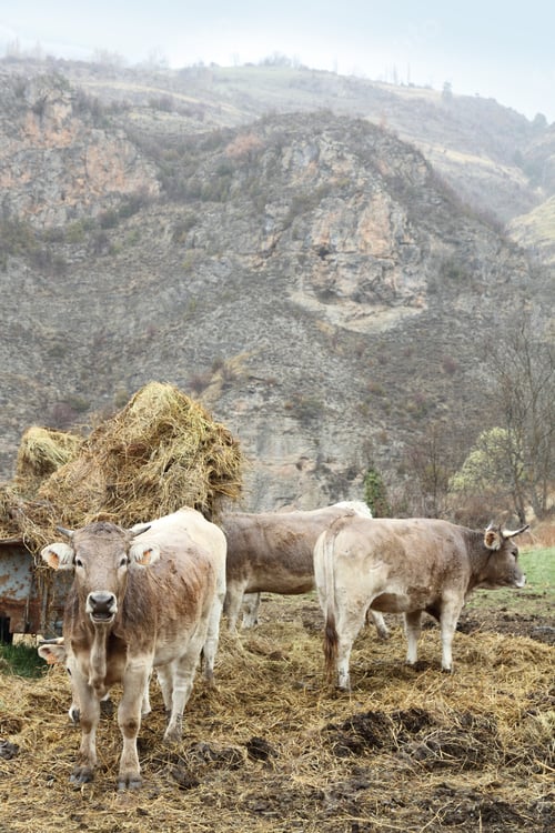 Preview: Cows In Bescaran In Alto Urgell Pyrenees Mountains Catalonia Spain