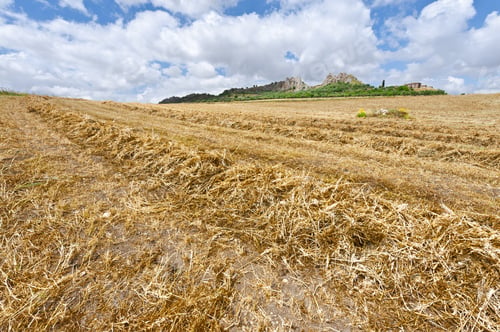 Preview: Mown Wheat Field On The Hill In Sicily