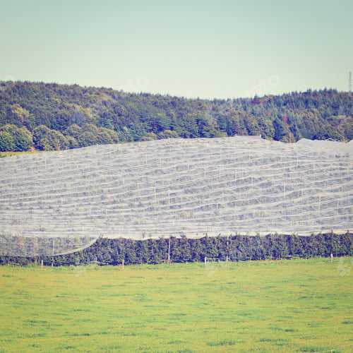 Preview: Apple On The Tree Ready For Harvests Inside The Greenhouse In France, Instagram Effect