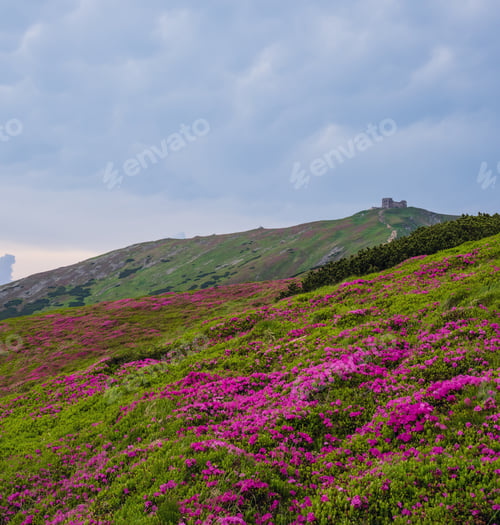 Preview: Pink Rose Rhododendron Flowers (In Front) On Summer Mountain Slope And Pip Ivan Mount Peak Behind
