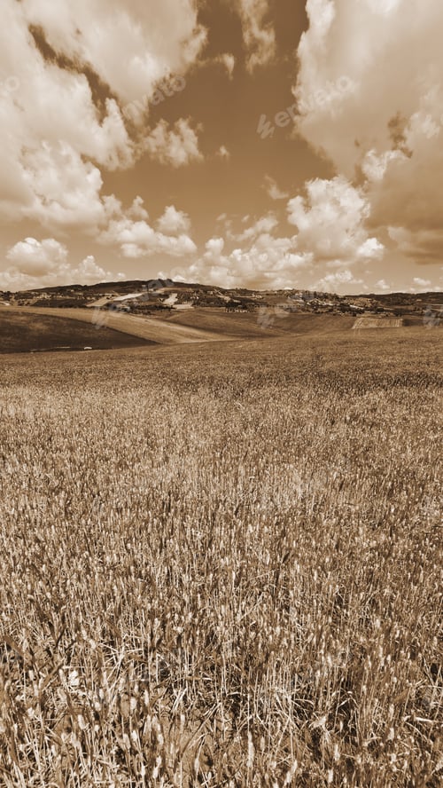 Preview: Wheat Fields On The Hills Of Sicily, Vintage Style Sepia