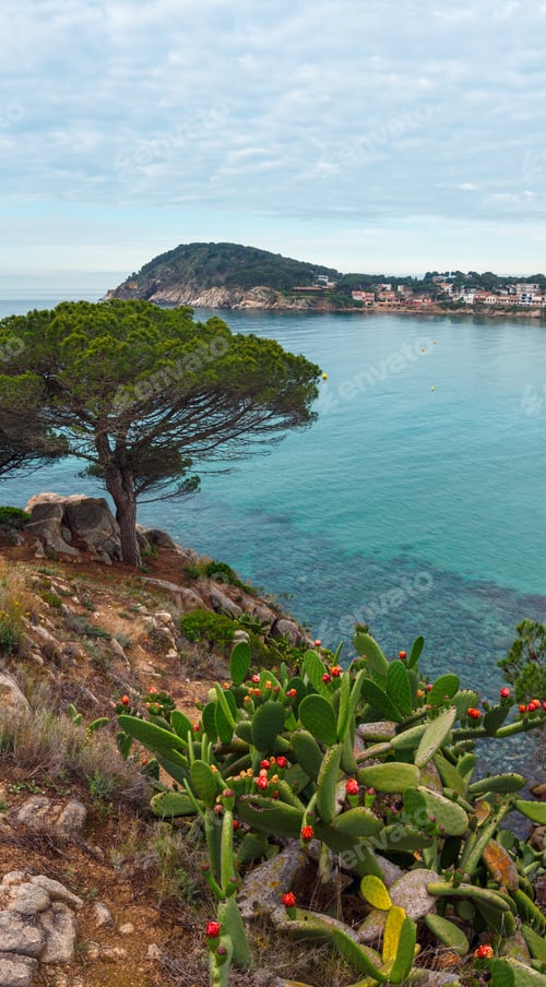 Preview: Palamos Coast View With Blossoming Cactus In Front. Summer Morning Landscape, Girona, Costa Brava