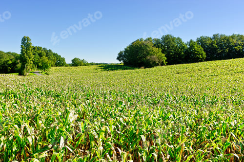 Preview: Plantation Of Corn In The French Limousen