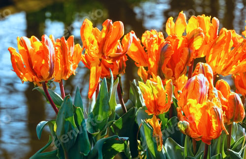 Preview: Beautiful Orange Tulips Closeup Near Pond In Spring Park.
