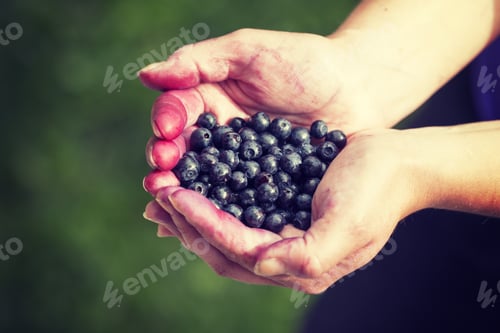 Preview: Woman Is Holding Freshly Picked Blueberries In Her Hands. The Image Has A Vintage Effect Applied.